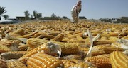 مابه‌التفاوت قیمت تضمینی ذرت به زودی پرداخت می شود