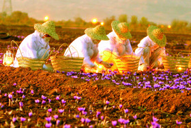 تالار نقره ای، زعفرانی می شود