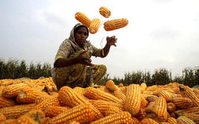 حمایت وزارت جهاد کشاورزی از طرح قیمت تضمینی در بورس کالا