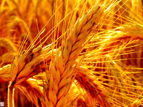 روز خوشه های طلایی در تالار نقره ای