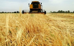 فروش ۲۵۰ هزار تنی جو کشاورزان در بورس کالا طی سال جاری