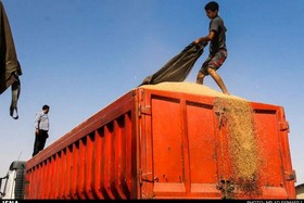 عرضه ۴۱۷ تن جو دامی خوزستان در قالب طرح قیمت تضمینی