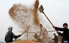 رونق تدریجی معاملات جو داخلی در بورس کالا