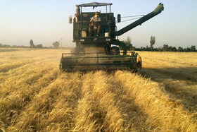 اجرای سیاست قیمت تضمینی در قم/ کشاورزان ۱۵۰ تن جو در بورس کالا فروختند