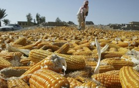 موفقیت اجرای طرح حمایت از ذرتکاران خوزستان