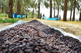 احیای نخلستان های خوزستان با عرضه مستمر خرما به بورس کالا