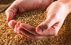 آغاز ثبت آمار و اطلاعات تولیدکنندگان محصول جو در آذربایجان غربی