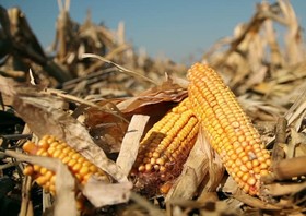 معامله ۶۶۰هزار کیلوگرم ذرت کرمانشاه در رقابت خریداران