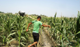 سیاست قیمت تضمینی، شیوه کشورهای پیشرفته است/ پرداخت مزد، قبل از خشک شدن عرق کشاورزان