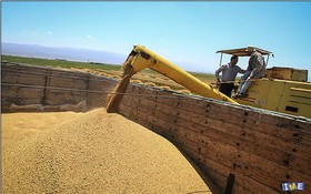 فروش ۹۵۰ هزار تن جو دامی با قیمت تضمینی در بورس کالا/۷۰ درصد مطالبات پرداخت شد