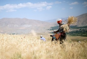 "کاهش بار مالی دولت" و "اصلاح روش خرید" با عرضه گندم در بورس کالا