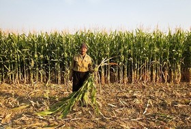 آرزوی دیرینه کشاورزان با سیاست قیمت تضمینی محقق می شود؟