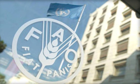 ابراز نگرانی فائو از پرواز قیمت‌ها در بازار غلات