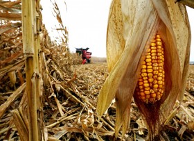 فروش ذرت کل کشور در بورس کالا آغاز شده است