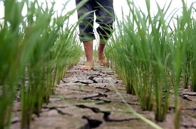 سیاست قیمت تضمینی، بازی برد-برد برای کشاورزان و دولت