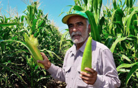 پایان موفقیت آمیز طرح قیمت تضمینی ذرت در بورس کالا/همه کشاورزان راضی اند