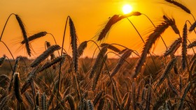 عرضه ۱۶۴ هزار تن گندم در قالب طرح قیمت تضمینی