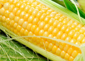 افزایش قیمت ذرت در بازارهای جهانی