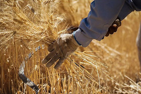 حمایت از کشاورزان با توسعه معاملات گواهی سپرده کالایی در بورس کالا