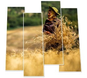 کاهش بار مالی دولت با اجرای قیمت تضمینی گندم در بورس کالا