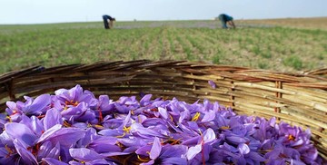 چرا زعفران به مرجع قیمتی نیاز دارد؟