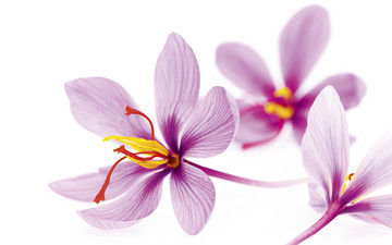 معادل ۱۸۳ کیلوگرم زعفران نگین در بازار آتی بورس کالا معامله شد