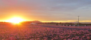 زعفران، نگین تابلوی بورس کالای ایران