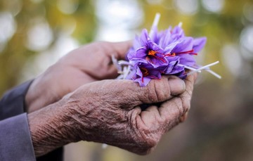 بیش از ۷۰۰ کیلوگرم زعفران در بورس کالا معامله شد