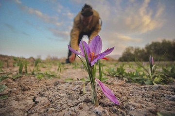 بازار ۲ هزار میلیارد ریالی آتی و آپشن زعفران در بورس کالا