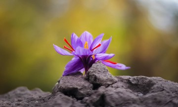 لزوم حضور همه فعالان زعفران در بورس کالا/ چرا مرجع قیمت زعفران دنیا نیستیم؟