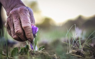 بورس کالا امید را در دل زعفرانکاران زنده کرده است/
حضور کشاورزان زعفران بدست در محل افتتاح معاملات