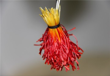 کاهش وجه تضمین اولیه در قراردادهای آتی زعفران نگین