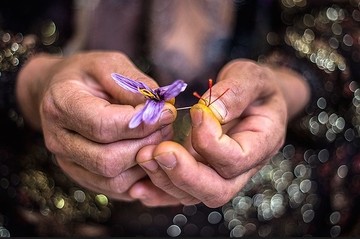 زعفران یکه تاز بازار آتی بورس کالا