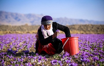 راه اندازی قرارداد آتی زعفران پوشال معمولی تحویل مرداد ۹۸