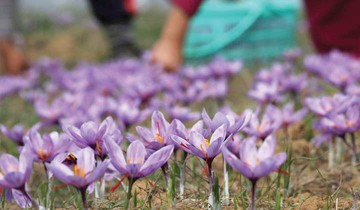 بازیگران جدید در راه ورود به معاملات آتی زعفران