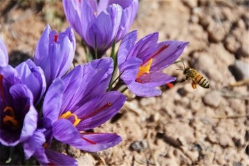 ثبت ارزش ۷۶۳۵ میلیارد ریالی برای معاملات آتی زعفران در بورس کالا