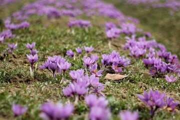 کاهش وجه تضمین اولیه قرارداد آتی نگین زعفران