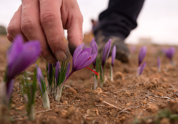 بازار ۵۱۳۲ میلیارد ریالی قراردادهای آتی زعفران