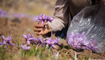 زعفران رشته ای را برای تحویل بهمن ماه معامله کنید