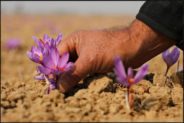 ۴۶۰هزار قرارداد آتی زعفران در بورس کالا منعقد شد