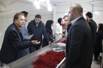گزارش تصویری فصل برداشت زعفران در تربت حیدریه