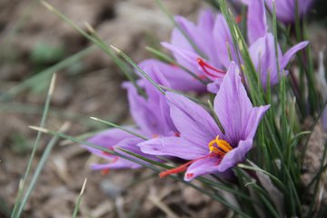 گزارش تصویری فصل برداشت زعفران در تربت حیدریه