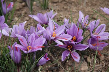 گزارش تصویری فصل برداشت زعفران در تربت حیدریه