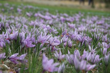 گزارش تصویری فصل برداشت زعفران در تربت حیدریه