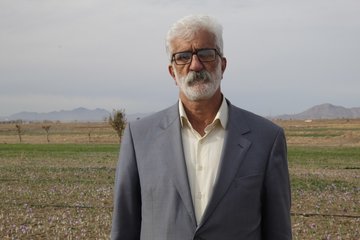 گزارش تصویری فصل برداشت زعفران در تربت حیدریه
