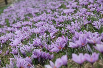 گزارش تصویری فصل برداشت زعفران در تربت حیدریه