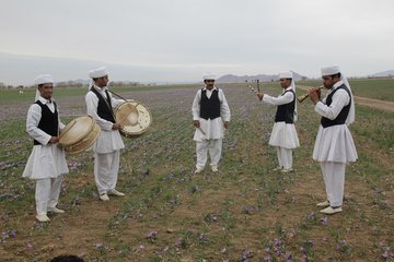 گزارش تصویری فصل برداشت زعفران در تربت حیدریه
