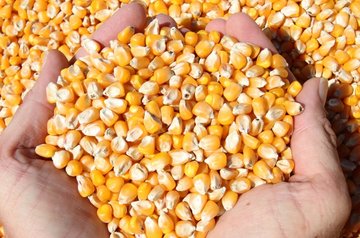 رشد کیفیت ذرت با اجرای طرح قیمت تضمینی در بورس کالا
