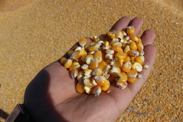 عرضه ذرت در بورس کالا برای کشاورزان امنیت مالی به همراه دارد