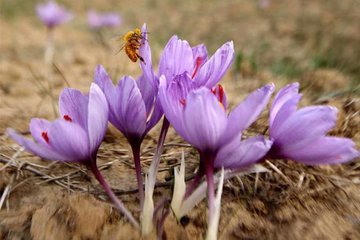 معادل ۱۴۸ کیلوگرم زعفران نگین در بورس کالا دادوستد شد